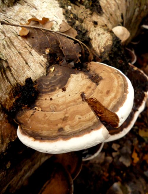 A small bracket on a fallen birch at Hampstead Heath, London.